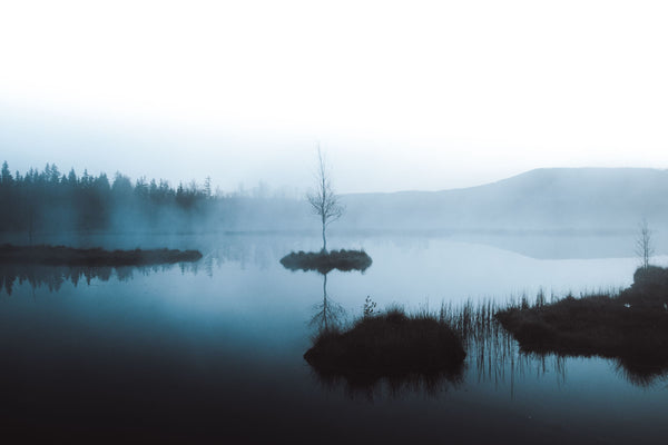 Fog drifting over a still marsh at dawn, with a bare tree on a small grassy island reflected in the water