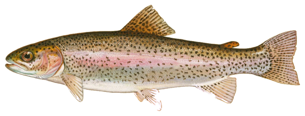 Rainbow Trout