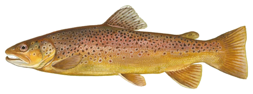 Brown Trout