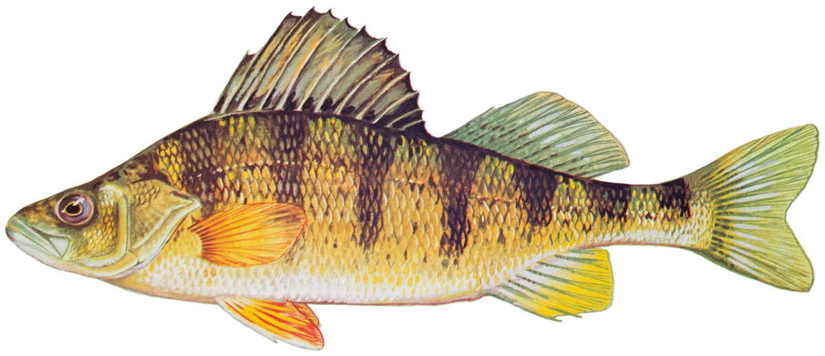 Yellow Perch